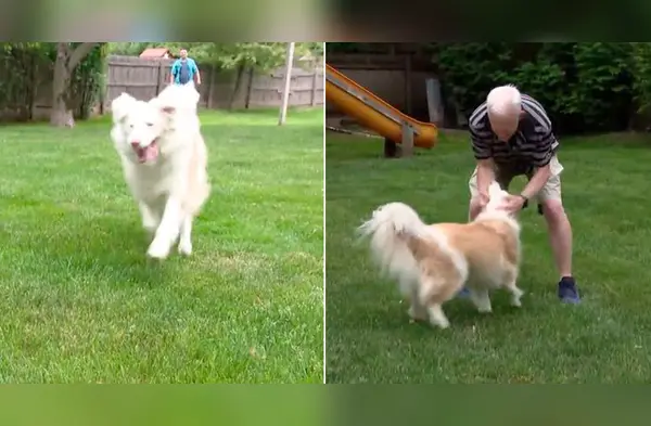 Perro con sordera corrió para abrazar a su padre luego de haberse perdido por horas wapa.pe