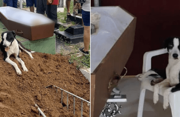 Facebook viral: Perro dio último adiós a su dueño fallecido por Covid-19 lo acompañó desde el hospital hasta el cementerio fotos