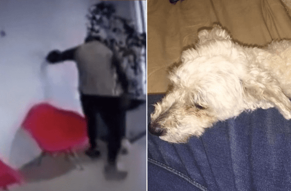 Youtube viral: Hombre que pateó a su cachorra tras terminar su relación amorosa perdió su trabajo como consecuencia video