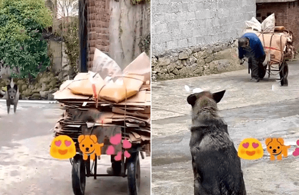 Youtube viral: Perro callejero observa a un anciano empujar su pesada carreta y va corriendo para ayudarle por detrás video