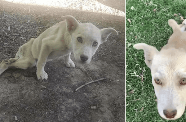 Facebook viral: Sujeto fue denunciado por disparar tres veces a una cachorra que dejaron abandonada y no quisieron ayudar fotos