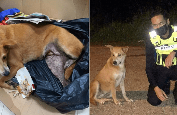 Facebook viral: Perro callejero atropellado fue salvado por policías que decidieron costear los gastos de su rehabilitación fotos