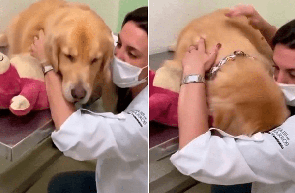 Facebook viral: Veterinaria recurre a los abrazos y caricias para tranquilizar a un perro de raza golden retriever en su primera consulta video