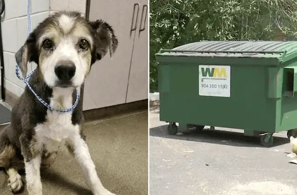 Facebook viral: Agradeciendo al buen Dios expresó persona de bajos recursos que salvó a una perra abandonada por ser sorda y anciana fotos