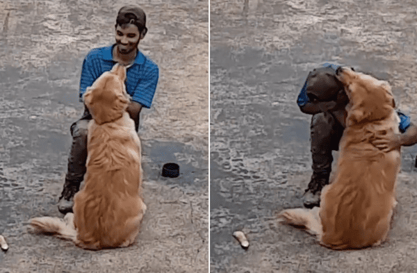 Instagram viral: Perro de raza golden retriever exigió besos y abrazos al albañil que iba a trabajar en su casa video