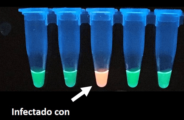 Coronavirus: Científicos peruanos desarrollan prueba diagnóstica en saliva para Covid-19 tan potente como la PCR y en menor tiempo fotos