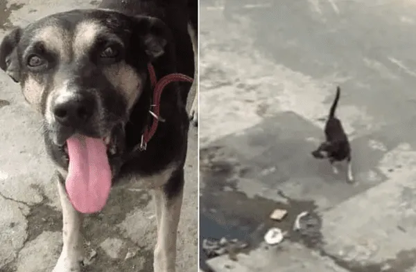 Facebook viral: Perro abandonado por su anterior dueño regresó al hogar donde vivió por año y fue echado a pedradas fotos