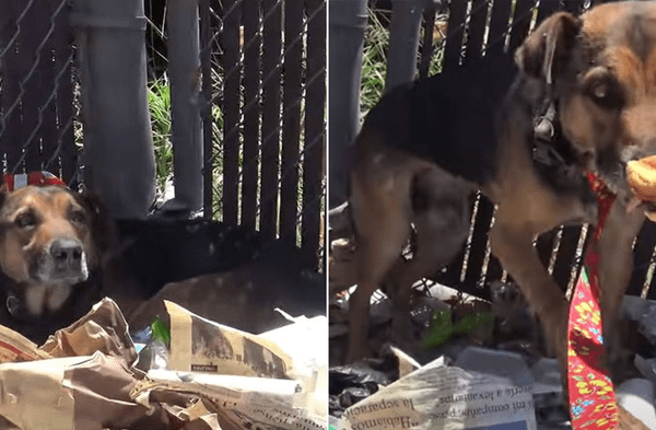 Youtube viral: Denuncian que perro fue abandonado en la basura por su dueño para que tenga una muerte muy triste video