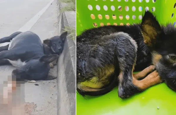Facebook viral: Captan a perro acostarse junto al cuerpo de su mamá atropellada espera que alguna persona se detenga a ayudar video