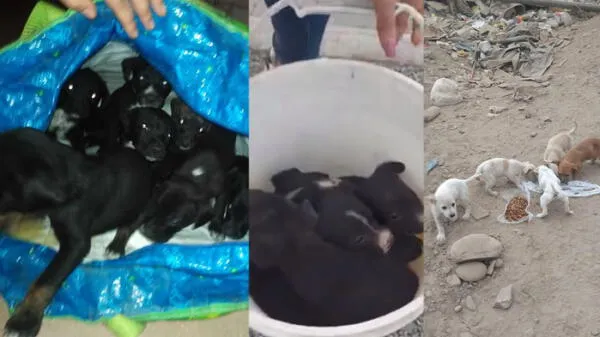 Hombre salva 20 perros y cachorros abandonados en Cono Norte y Callao