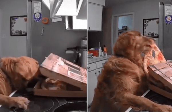 Youtube viral: Captan a perro de raza golden retriever entrar a la cocinar y robar varios pedazos de pizza comprado por su dueña video