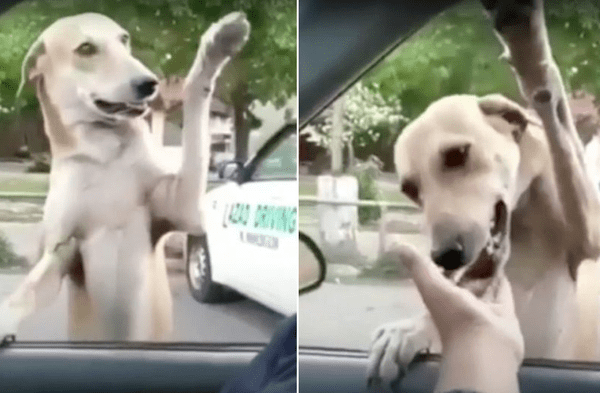 Youtube viral: Pareja de novios detuvo su vehículo luego de ver a un perro abandonado quien los siguió para saludar con sus patitas video