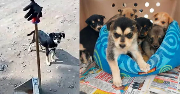 Hombre salva 17 perros en dos días en Callao y Cono Norte