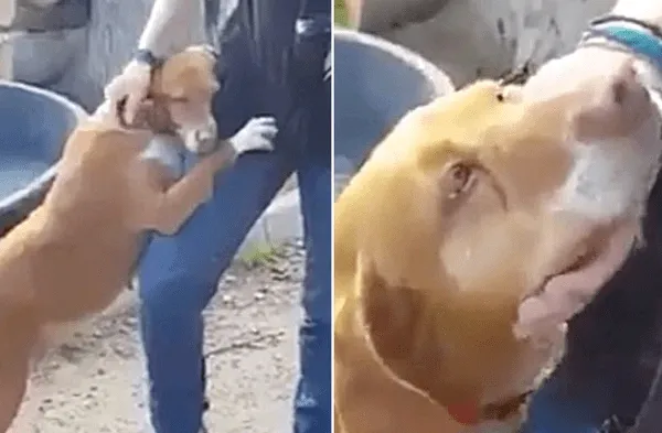 Twitter viral: Reportero transmitía en vivo en un refugio y un perro apareció para colgarse de su pierna y rogarle que lo adopte video