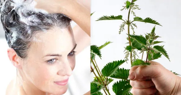 Champú de ortiga wapa.pe