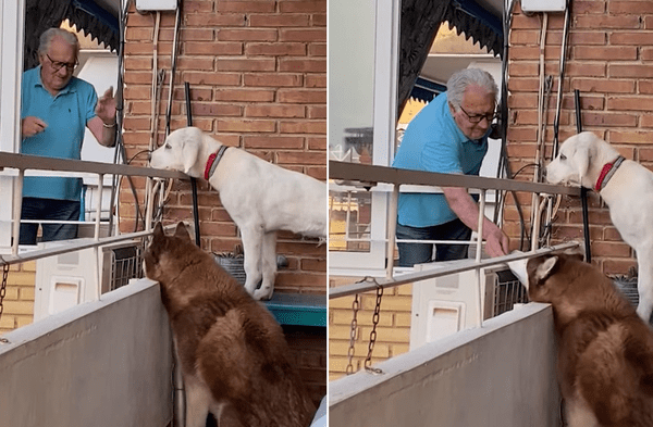 Captan a anciano salir todas las mañanas para alimentar a los perros de su vecina wapa.pe