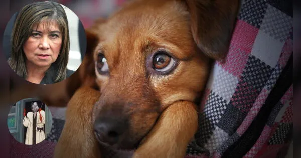 Martha Chávez se mostró en contra de ley de esterilizaciones de perros y gatos y usuarios la critican en redes