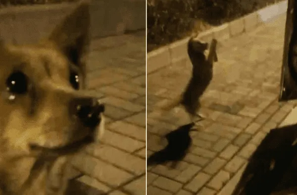 Youtube viral: Perro callejero que hurgaba en la basura terminó llorando luego de ser alimentado por una señora video