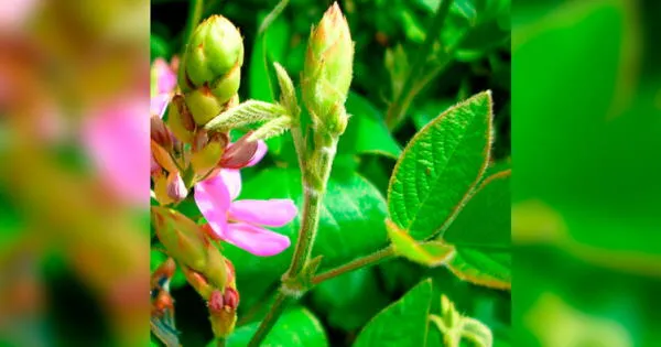 Qué es la manayupa y cómo se convertiría en un anticonceptivo natural