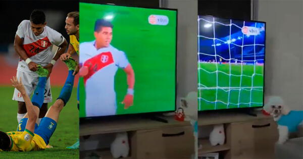 Raziel García : Perros del volante lo reconocen en la televisión y se vuelven locos de felicidad wapa.pe