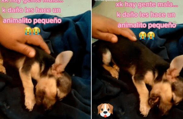 Instagram viral: Perro rescatado de un hogar violento sufre pesadillas todas las noches y no puede descansar video