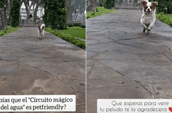 Circuito Mágico del Agua: Espacio del Parque de la Reserva ahora es pet friendly: Quiénes pueden asistir, en qué horario y cuáles son las medidas fotos