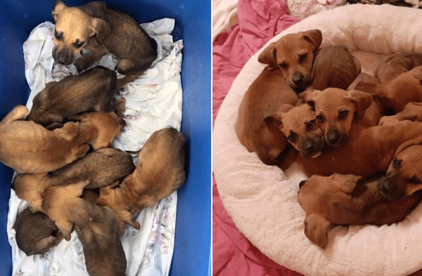 Facebook viral: Ya están seguros denunció albergue que rescató a siete perros recién nacidos abandonados en la calle fotos