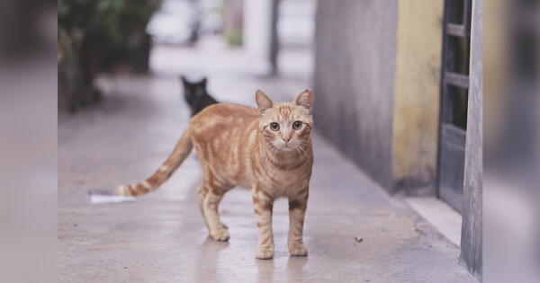 Programas para ayudar a los gatos rescatados a mejorar la calidad de vida adopción responsable