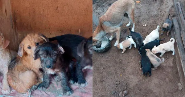 Albergue Can Martín necesita ayuda con comida para cachorros rescatados de las calles