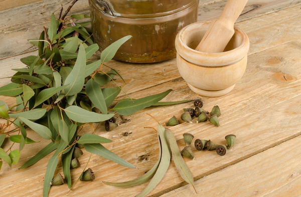 Beneficios y propiedades medicinales del eucalipto para la salud