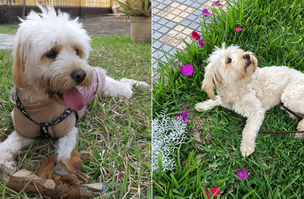 SMP: Cachorra se perdió durante temblor del 22 de junio y sus dueños ofrecen una guitarra eléctrica como recompensa fotos