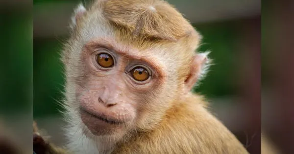 China reportó la primera muerte de un humano por un virus que transmiten los monos