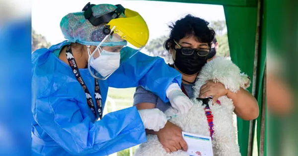 Surco: Municipio realiza vacunatón para mascotas hasta el viernes 23 de julio