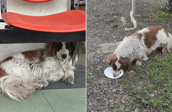 Facebook viral: Hombre falleció de Covid-19 y su perra lo estuvo esperando por 3 días afuera de hospital fotos