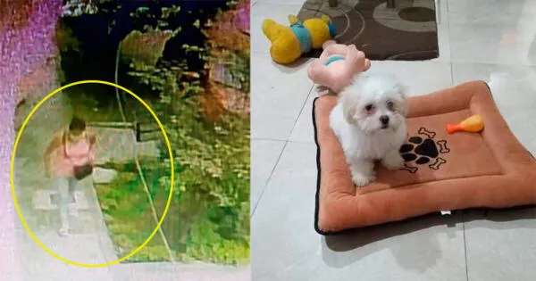Cámaras de seguridad captan a mujer robando a perro Shih Tzu en cuestión de minutos fotos