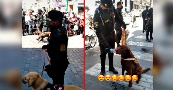 TikTok viral: Perros policías cautiva en redes sociales al desfilar por Fiestas Patrias