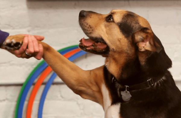 Viral de animales: Sabías que si tu perro te pone la pata es porque te dice que te ama Esto dice estudio científico fotos