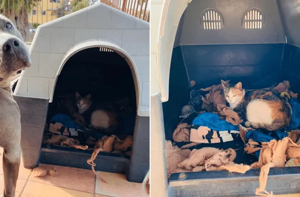 Facebook viral: Gata embarazada fue ayudada por un pitbull quien prestó su casa de madera y se convirtió en tío de 6 felinos fotos
