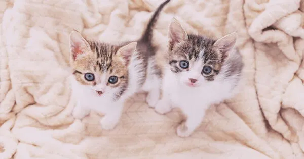 Día Internacional del Gato: Conoce la nueva enfermedad que podría aquejar a tu animal leucemia felina 8 de agosto wapa.pe