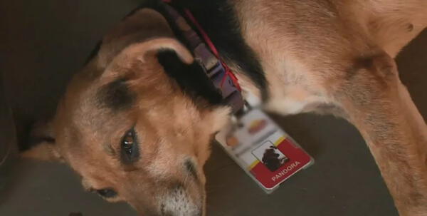 Conoce la conmovedora historia de Pandora, una perrita que vivió en las calles de Brasil y ahora es vigilante nocturna del servicentro de Castelo.