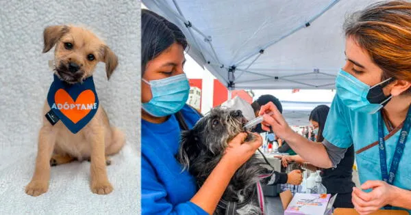 Surquillo: Campaña veterinaria gratuita y adopción de animales este sábado
