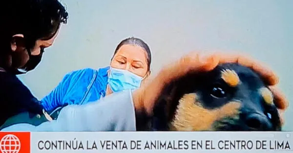Centro de Lima: Continúa la venta ilegal de mascotas pese a prohibición