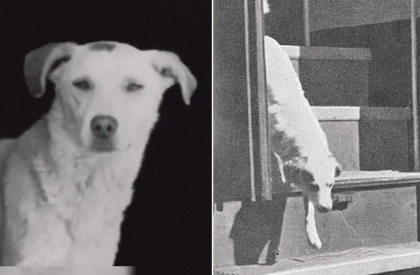 Conozca la historia de Lampo el perro que viajaba por diferentes ciudades de Italia para visitar a sus dueños en los años 50 fotos