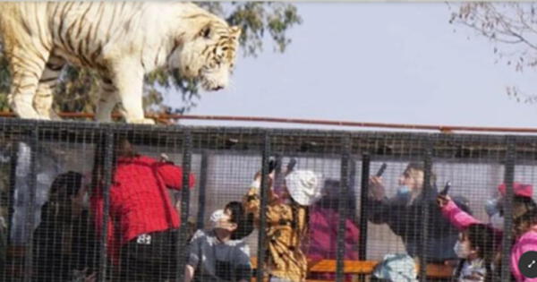Horror en zoológico de Chile: un tigre se escapó de su jaula y mató a una mujer