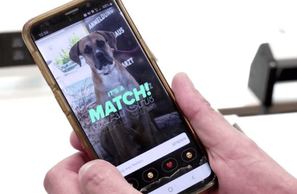 Facebook viral: Refugio crea perfiles en Tinder a sus perros y gatos para que sean adoptados por una familia para siempre fotos