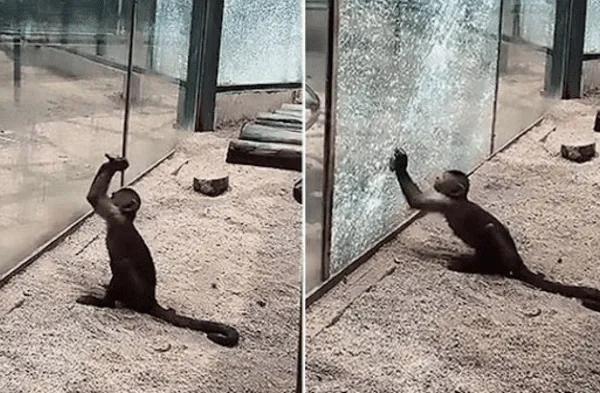 Youtube viral: Graban a mono de zoológico afilando una piedra para romper su jaula de vidrio y escapar de los malos tratos video