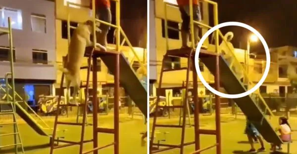 Twitter viral: Perro callejero es grabado mientras jugaba en los columpios junto  varios niños: Disfruta su soledad video