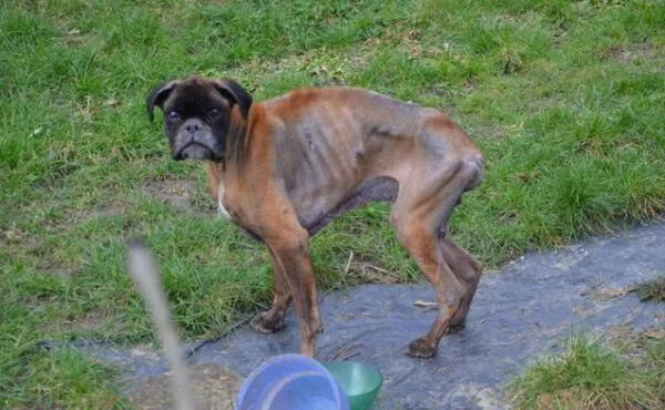 Facebook viral: Perro de raza bóxer terminó huérfano tras la muerte de sus dueños y en su honor visita diariamente su anterior hogar fotos