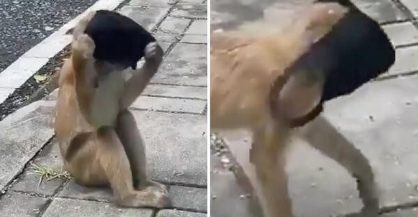 Twitter viral: Mono de zoológico enseña a todos los visitantes cómo utilizar la mascarilla de manera correcta video