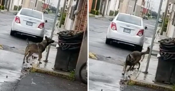 Twitter viral: Con lluvia lo dejan denunciaron vecinos a una familia que tiene a su perro amarrado a un poste fotos